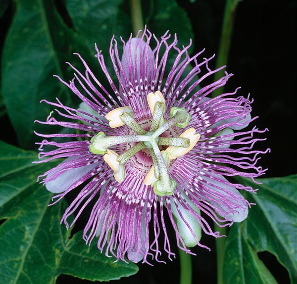 La Passiflora incarnata es una trepadora perenne con flores de 7 cm. Virtudes medicinales © G. Mazza