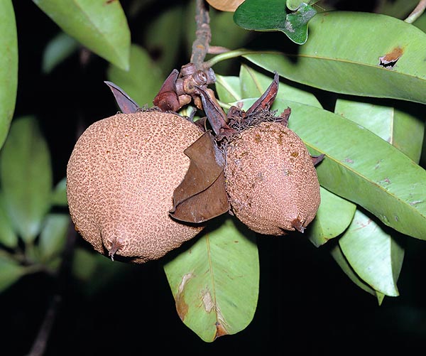 La Pentadesma butyracea es un árbol tropical con frutos comestibles, dulces en maduración © G. Mazza