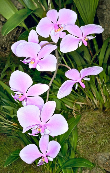 Phalaenopsis schilleriana peut porter jusqu’à 200 fleurs  © Giuseppe Mazza