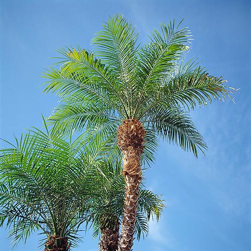 La Phoenix roebelenii es una pequeña palma que no supera los 3 m de altura © Mazza