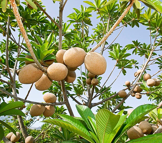 La Pouteria sapota est un arbre fruitier tropical américain qui atteint 30 m de haut © Giuseppe Mazza