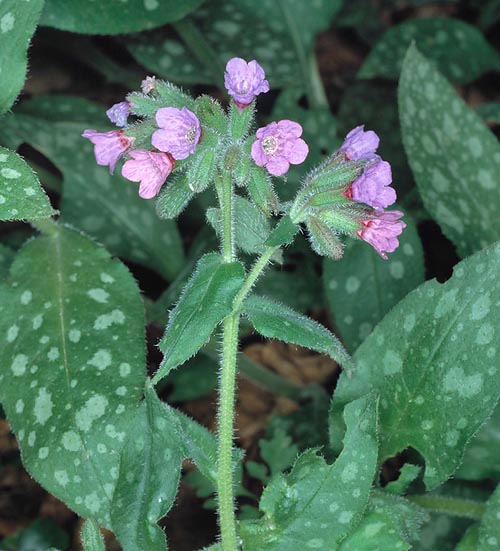  Pulmonaria officinalis is a perennial herb with 20-40 cm tall inflorescences © G. Mazza