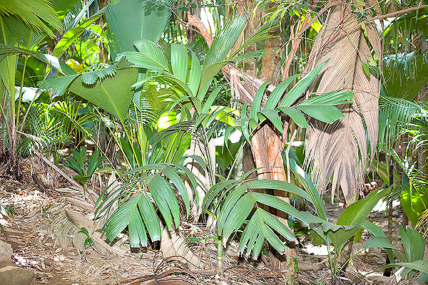 La Roscheria melanochaetes est une espèce rare, endémique des Seychelles © Giuseppe Mazza