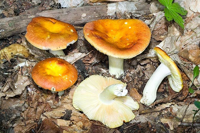 Russula aurea has a very vast distribution. It is easily recognizable and is choice edible © Giuseppe Mazza