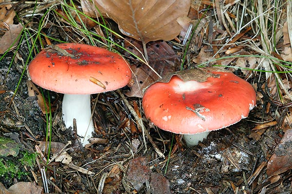 The Russula mairei is not edible due to its sour taste © Giuseppe Mazza