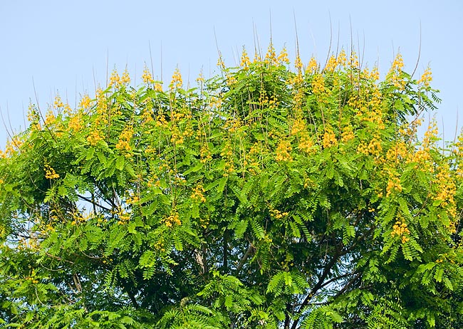 Senna spectabilis est un arbre tropical au houppier étendu pouvant dépasser 10 m de hauteur © G. Mazza