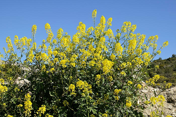 Sinapis alba est cultivée depuis longtemps dans la zone méditerranéenne comme plante médicinale et épice © G. Mazza