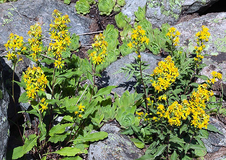 Solidago virgaurea is a 20-80 cm perennial herbaceous growing up to 2500 m of altitude © Giuseppe Mazza