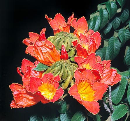 The Spathodea campanulata is also called African tuliptree © Giuseppe Mazza