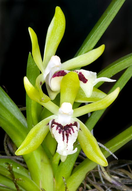 Orchid Species Vanda cristata 