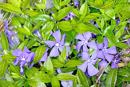 The Vinca minor is known, since ages, for its medicinal virtues © Giuseppe Mazza