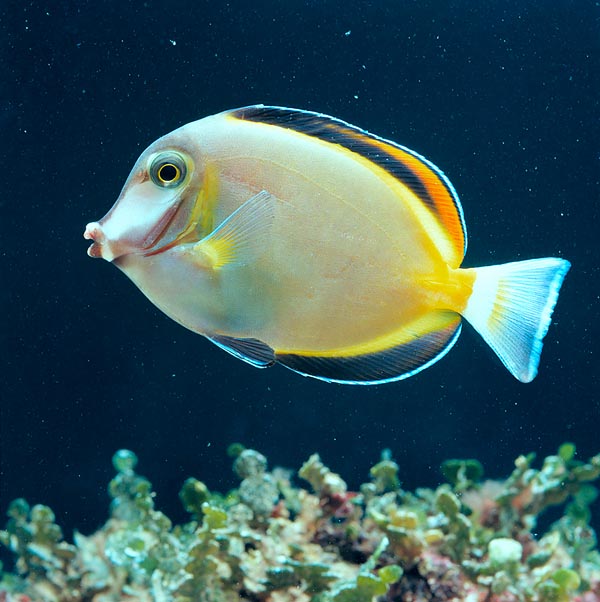 La coloration est très variable mais avec quelques points clés. Il n'est pas en danger © Giuseppe Mazza