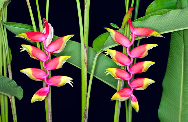 Una variedad de porte enano, utilizada como flores recortadas, se adapta a los pequeños jardines tropicales © Giuseppe Mazza