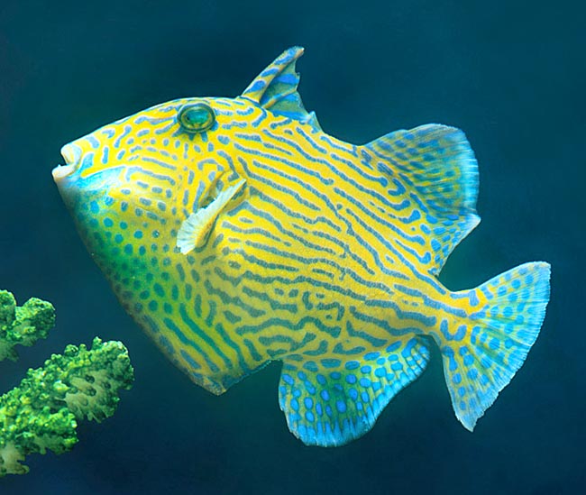 Pseudobalistes fuscus, Balistidae, Yellow-spotted triggerfish