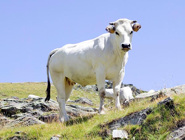 The White Modena is an excellent milk cow © Giuseppe Mazza