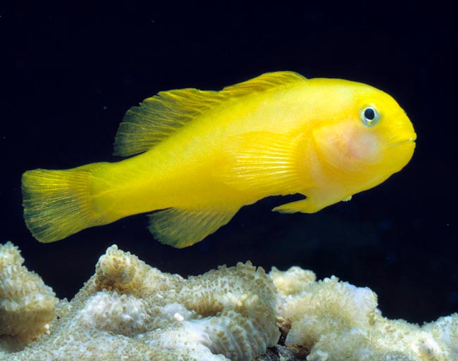 Gobiodon okinawae, Gobiidae, Gobie Okinawa Gobiodon okinawae, Gobiidae, Gobie Okinawa