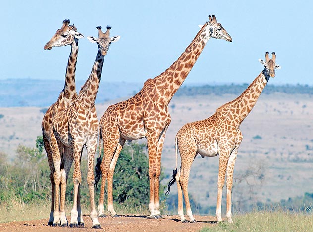 La structure d'un troupeau de girafes est socio-biologiquement instable © Giuseppe Mazza