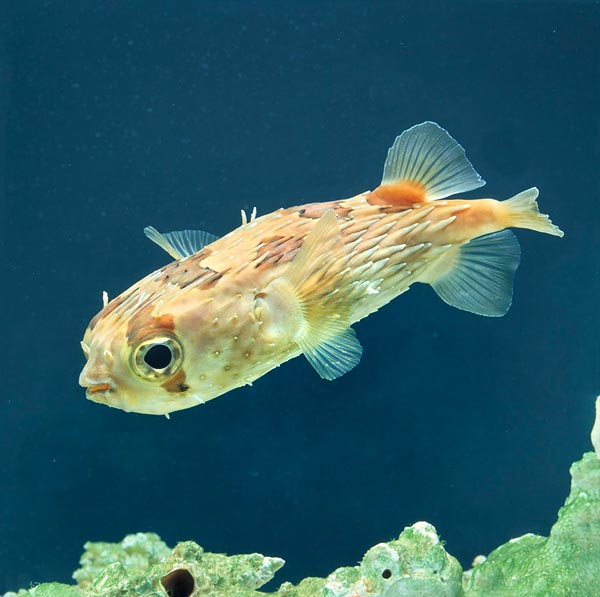 Diodon holocanthus, Diodontidae, Pesce porcospino, Pesce riccio Diodon holocanthus, Diodontidae, Pesce porcospino, Pesce riccio