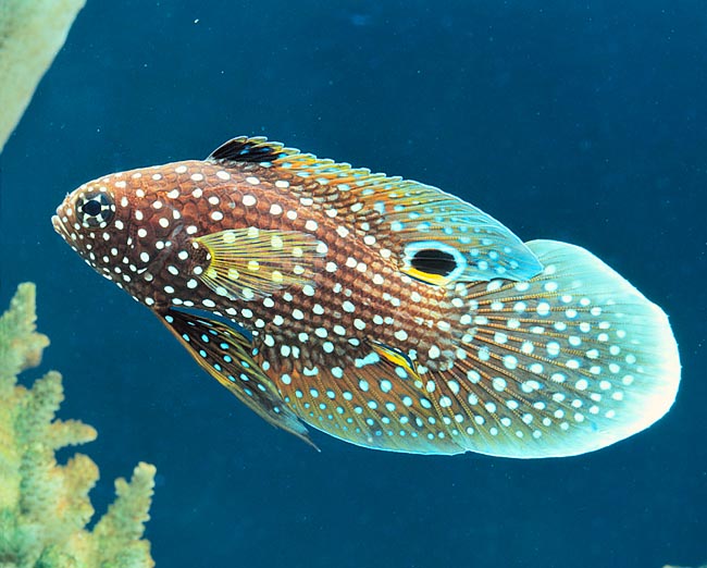 Calloplesiops altivelis, Plesiopidae, Pez Cometa, Betta Marino Calloplesiops altivelis, Plesiopidae, Pez Cometa, Betta Marino