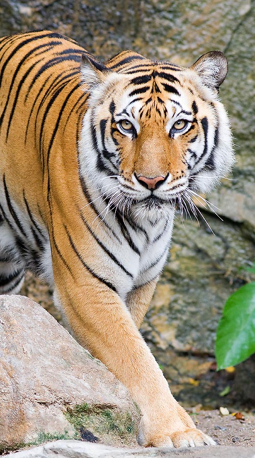 With less than 2000 individuals free, the Bengal tiger is endangered © Giuseppe Mazza
