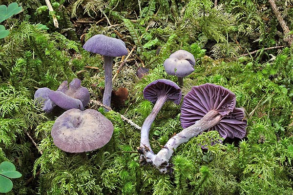 Attracting for its colour, the Laccaria amethystina has no gastronomic value © Pierluigi Angeli