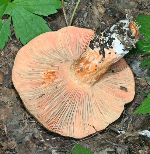 Thick pale orange gills spotted of greenish violet on the lesions © Giuseppe Mazza