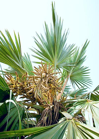 Latania loddigesii avec ses inflorescences © Giuseppe Mazza