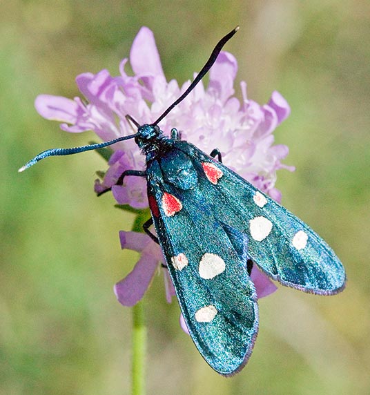 Forewings are bluish black with five or six red, yellow or white spots © Giuseppe Mazza