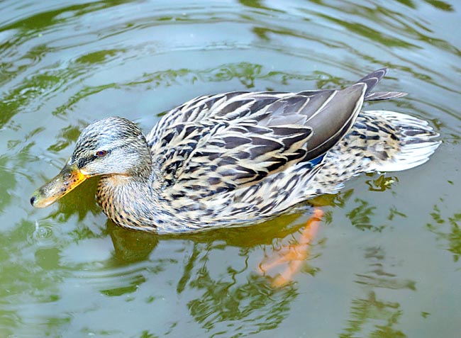 Les canes ont une livrée plus modeste afin de se camoufler durant la couvaison et l’élevage des petits © G. Mazza