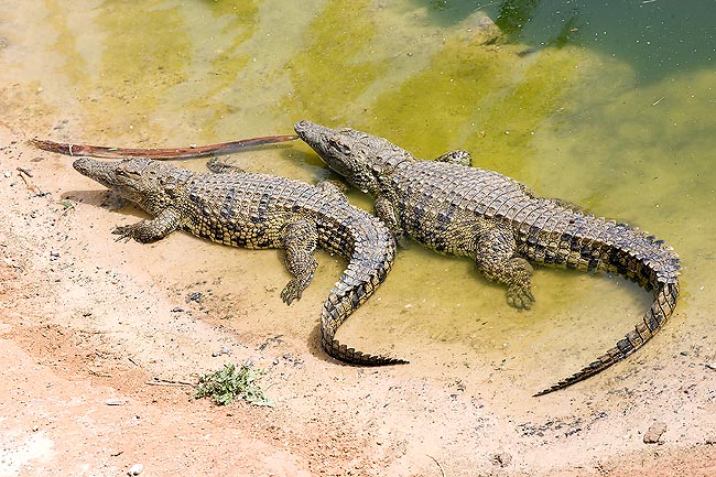Le femmine di Crocodylus niloticus interrano le uova nella sabbia, sulle rive, e non le perdono d'occhio © Mazza