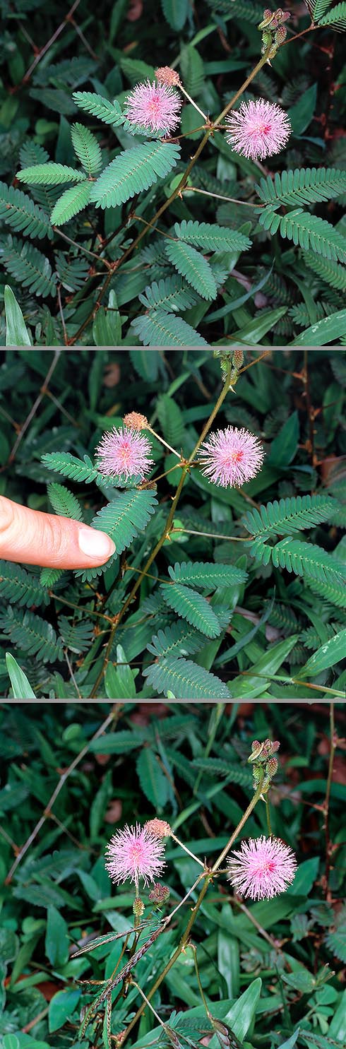 Apenas se tocan. Las hojas de la Mimosa pudica se repliegan al instante © G. Mazza