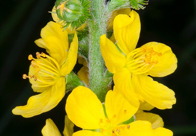 Agrimonia eupatoria, Rosaceae, Agrimonia comune