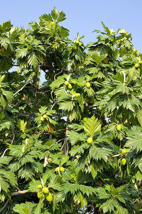 The breadfruit has big lobed leaves and is always full of fruits © Giuseppe Mazza