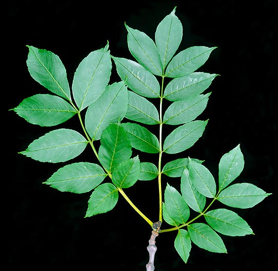 Las hojas, imparipinnadas, son largas 20-35 cm, con 7-13 hojitas © Giuseppe Mazza