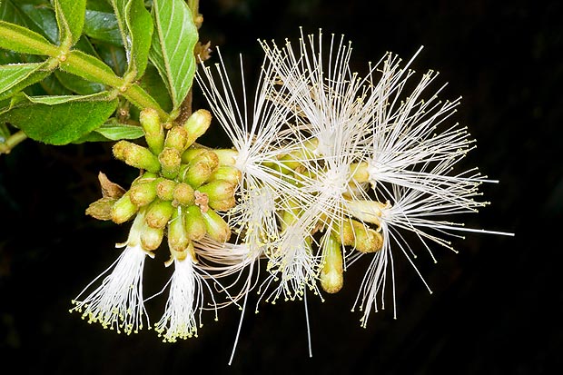 Les inflorescences aux racèmes épais de 8 à 12 cm ont des fleurs blanches tubulaires aux étamines saillantes © Giuseppe Mazza