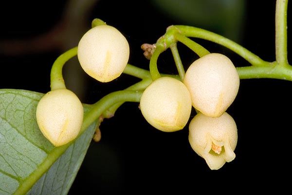 The male inflorescences are 4-15 flowers compound racemes © Giuseppe Mazza
