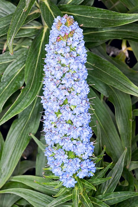Las inflorescencias alcanzan los 45 cm. Optimo nectar para las abejas © Mazza