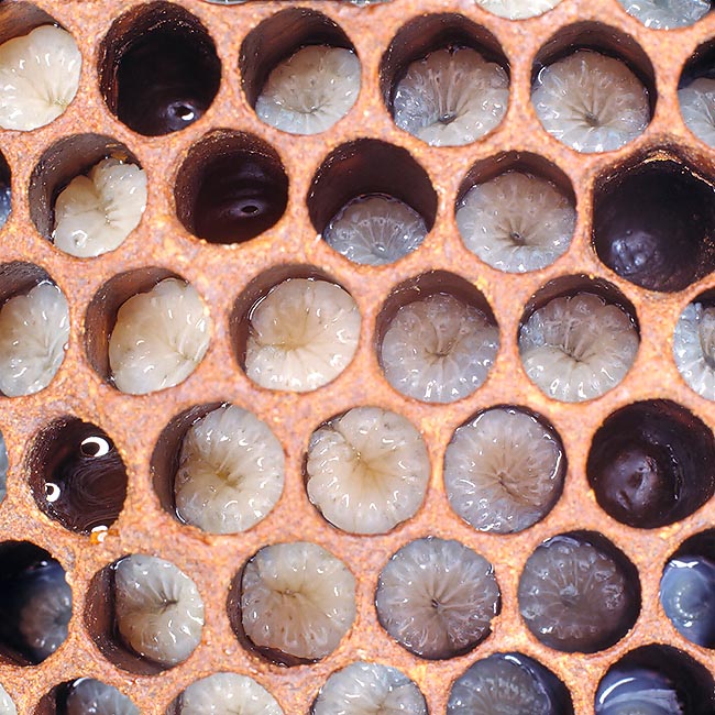 Le larve, dal colore cereo, hanno la testa molto sviluppata e sono prive di zampe © Giuseppe Mazza