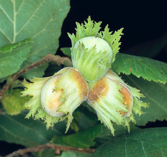 The hazelnuts, grouped 2 to 5, ripe in August-September © Giuseppe Mazza