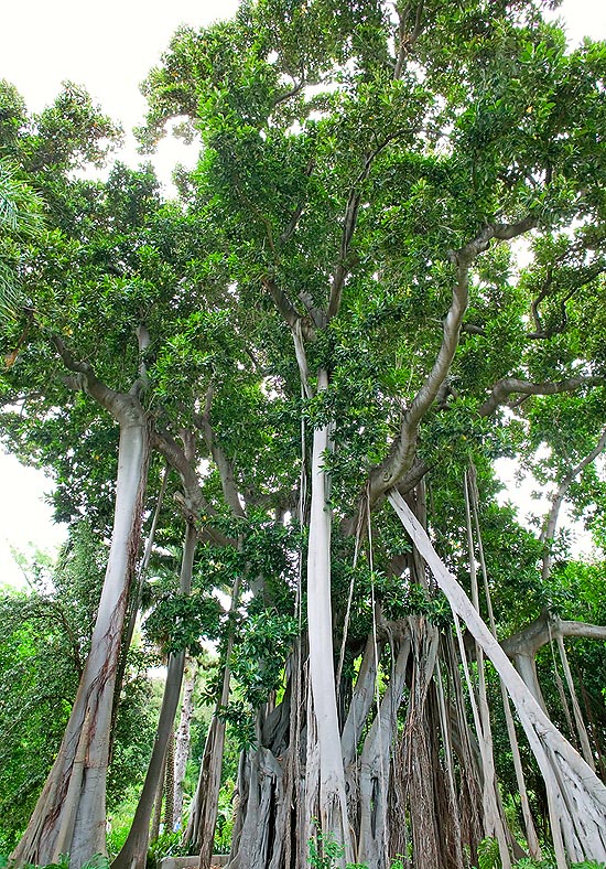 Les racines aériennes du Ficus macrophylla f. columnaris fusionnent en troncs porteurs © Giuseppe Mazza