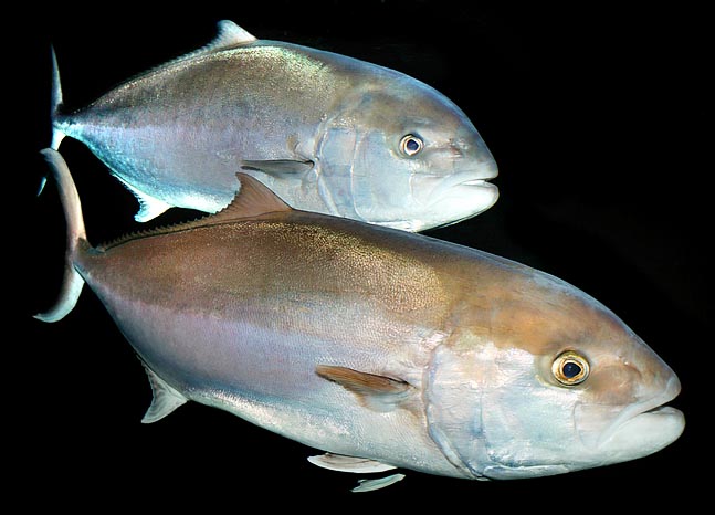 Los peces de limón adultos (Seriola dumerili) nadan a menudo en pareja © Giuseppe Mazza