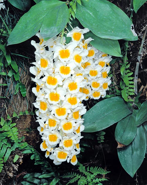 The showy inflorescences of the Dendrobium farmeri reach the 30 cm © Giuseppe Mazza