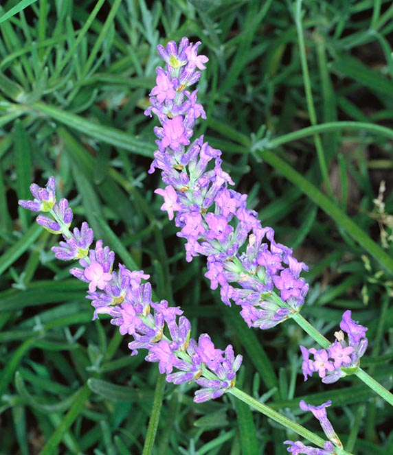 Lavandula angustifolia, Lamiaceae, true lavender, spike