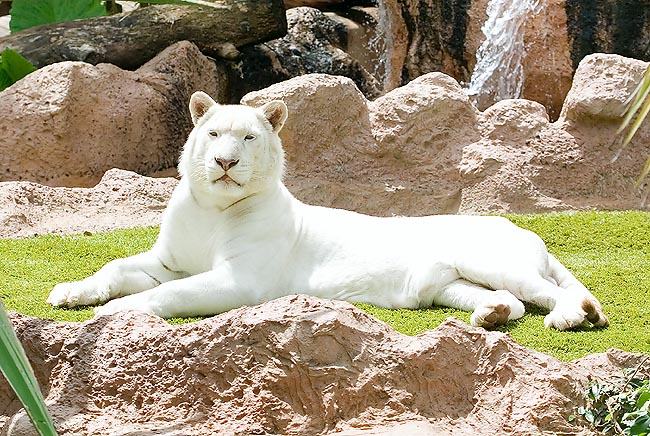 Les tigres blancs des zoos ne sont pas des albinos mais des hybrides de tigres de Sibérie et du Bengale © G. Mazza