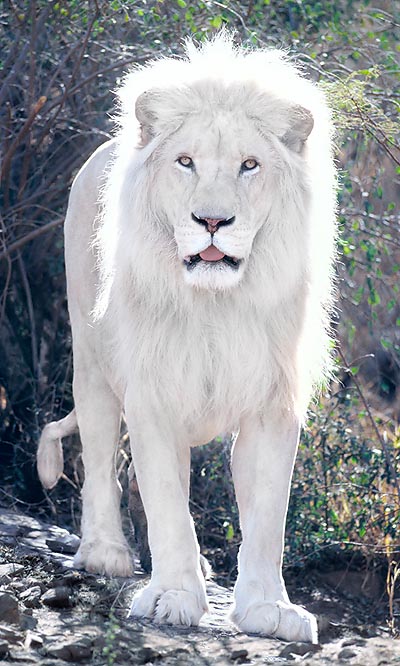 Lion blanc © Giuseppe Mazza