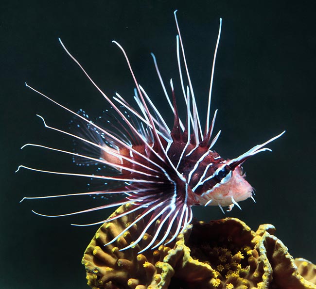 Pterois radiata is quite rare, with very vast diffusion in the Indo-Pacific © Giuseppe Mazza