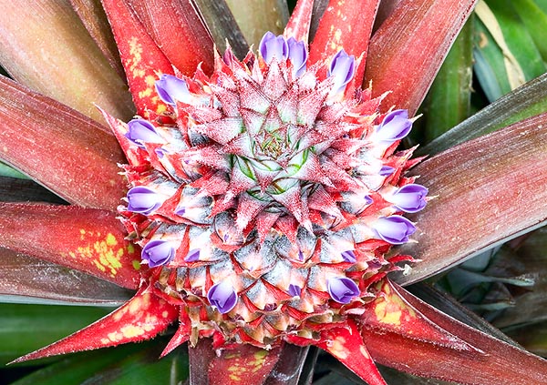 The Ananas comosus floral scape ends in a globous inflorescence © Giuseppe Mazza