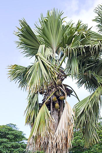 Lodoicea maldivica © Giuseppe Mazza