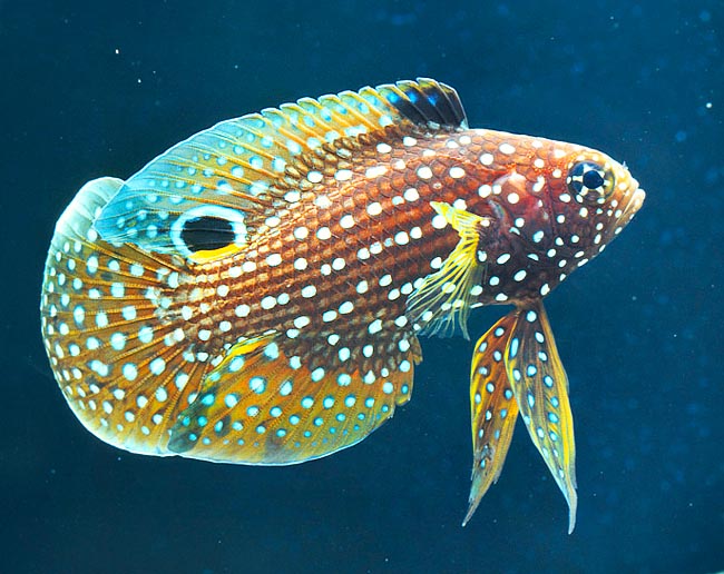 Calloplesiops altivelis, Plesiopidae, Pez Cometa Calloplesiops altivelis, Plesiopidae, Pez Cometa, Betta Marino