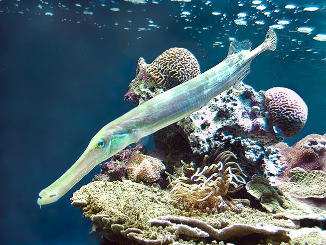 Aulostomus maculatus, Aulostomidae, Caribbean Trumpetfish Aulostomus maculatus, Aulostomidae, Caribbean Trumpetfish